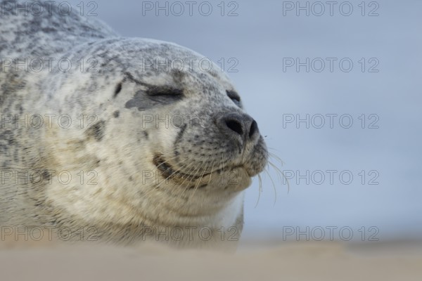 Common or Habor seal (Phoca vitulina) adult animal sleeping on a beach, England, United Kingdom