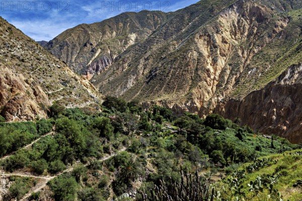 Green vegetation in a rocky mountain gorge under blue sky, the landscape of Colca Canyon in the Aden of Peru