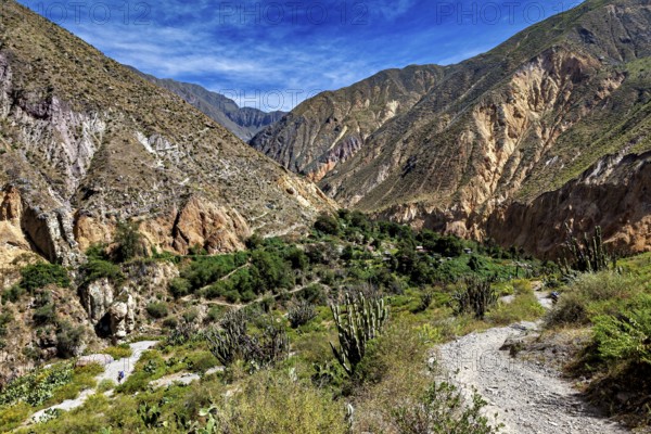 Mountain trail through a green, rocky landscape under clear sky, the landscape of Colca Canyon in the Aden of Peru