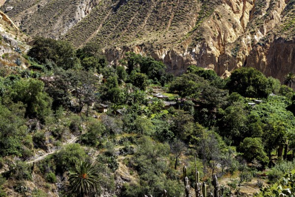 Lush vegetation and thick trees in a rocky gorge environment, The landscape of Colca Canyon in the Aden of Peru