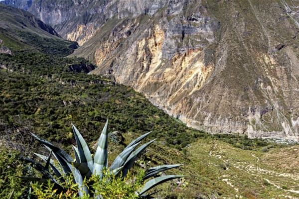 Succulent plant with extensive views of the mountain landscape and valley, The landscape of the Colca Canyon in the Aden of Peru