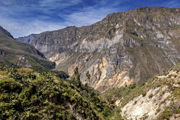 Wide gorge with lush slopes and rock walls under a clear sky, the landscape of Colca Canyon in the Aden of Peru