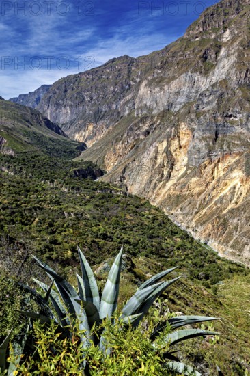 Succulent plant in the foreground with a view of steep cliffs, The landscape of Colca Canyon in the Aden of Peru