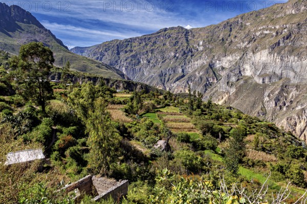 Cottage gardens and terraces against an impressive rocky backdrop, The landscape of the Colca Canyon in the Aden of Peru