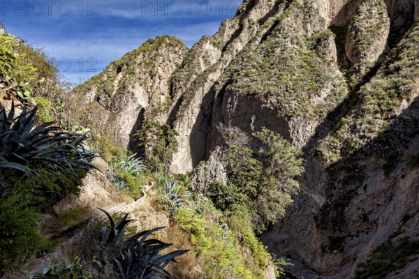 Narrow gorge with wild path and vegetation in shady areas, The landscape of Colca Canyon in the Aden of Peru