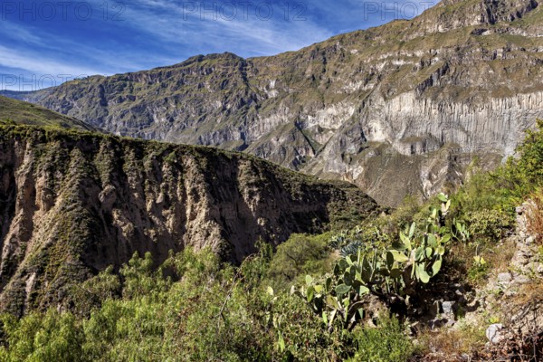 Extensive gorge landscape with vegetation and typical desertic features, The landscape of the Colca Canyon in the Aden of Peru