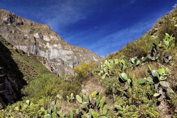 View of mountain range with prickly flora and clear sky, the landscape of the Colca Canyon in the Aden of Peru
