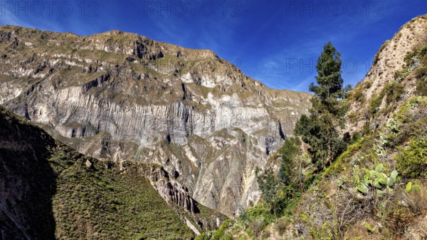 Rugged mountain landscape with a single tree and cacti under a clear sky, The landscape of Colca Canyon in the Aden of Peru