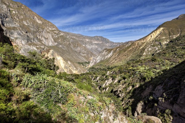 Extensive gorge lined with vegetation and a deep blue sky, the landscape of Colca Canyon in the Aden of Peru