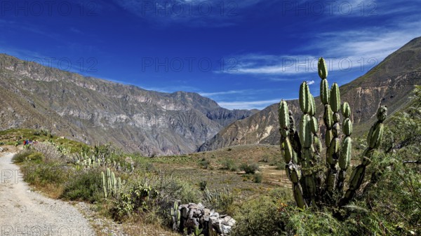 Hiking trail between tall cacti and mountains under bright skies, The landscape of the Colca Canyon in the Aden of Peru