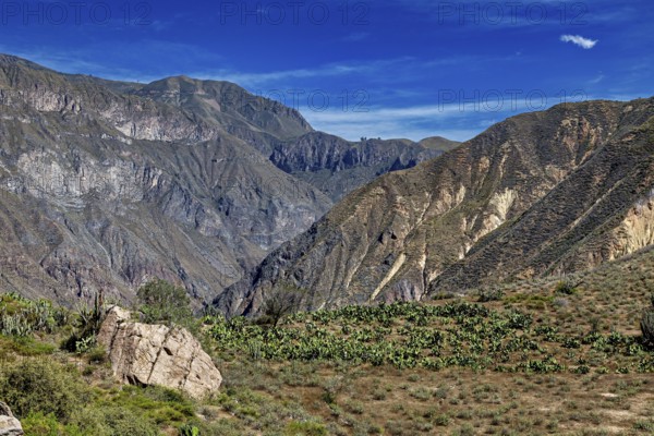 Wide mountain landscape with green vegetation under a clear sky, The landscape of Colca Canyon in the Aden of Peru