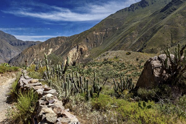 Dense cactus landscape against rocky mountains under blue sky, The landscape of Colca Canyon in the Aden of Peru