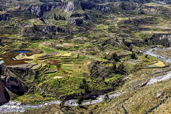 Overview of green fields and a river in terraced hills, The landscape of the Colca Canyon in the Aden of Peru