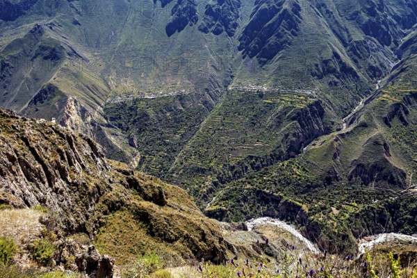 Lush valley with agricultural terraces nestled in a mountainous environment, the landscape of the Colca Canyon in the Aden of Peru