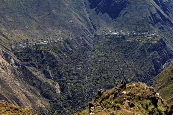 Bird's-eye view of terraces running on the slopes in a mountainous region, The landscape of Colca Canyon in the Aden of Peru