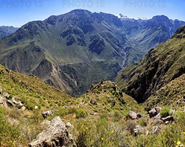 Dense vegetation in a wide valley between massive mountains and steep rock faces, The landscape of the Colca Canyon in the Aden of Peru