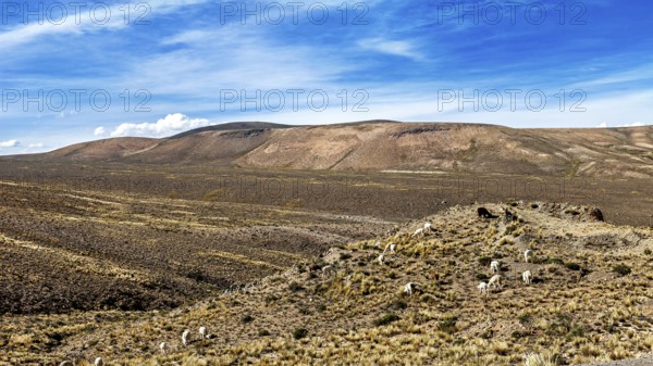 Plains with slightly grassy hills under clear skies, The Andean highlands of Peru