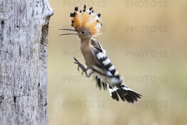 Hoopoe (Upupa epopa) Hungary