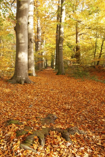 Autumn foliage, Stikelkamper Wald, Leer District, East Frisia, Lower Saxony, Germany