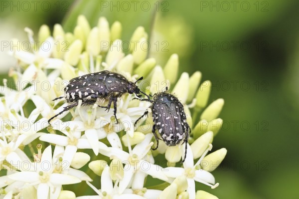 Weeping rose beetle (Oxythyrea funesta), on flowers of Common Dogwood, (Cornus sanguinea), other animals, insects, beetles, animals, wildlife, close-up, Wilnsdorf, North Rhine-Westphalia, Germany