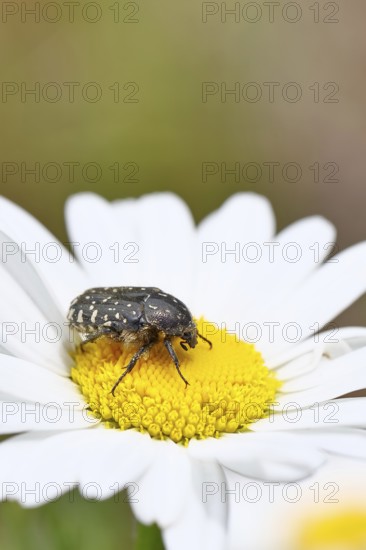 Weeping rose beetle (Oxythyrea funesta), on meadow daisy (Leucanthemum vulgare), other animals, insects, beetles, animals, wildlife, close-up, Wilnsdorf, North Rhine-Westphalia, Germany