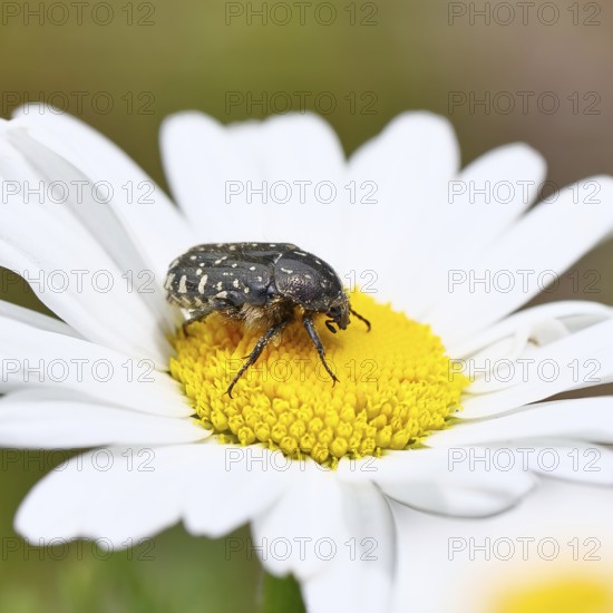 Weeping rose beetle (Oxythyrea funesta), on meadow daisy (Leucanthemum vulgare), other animals, insects, beetles, animals, wildlife, close-up, Wilnsdorf, North Rhine-Westphalia, Germany