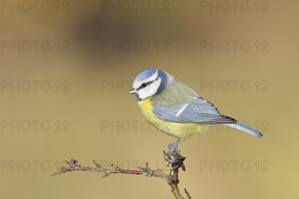 Blue tit (Parus caeruleus), sitting on a branch in a blackthorn bush, (Prunus spinosa), sloes, with ripe fruit, autumn, wildlife, animals, tit family, songbird, birds, Wilnsdorf, North Rhine-Westphalia, Germany