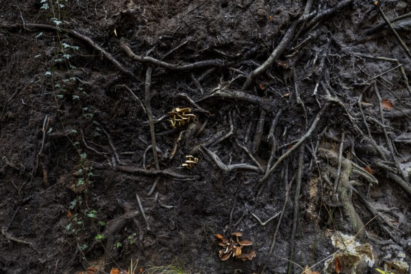 Mushrooms grow from the roots of a fallen tree, Darßwald, Darß, Fischland-Darß-Zingst, Western Pomerania Lagoon Area National Park, Mecklenburg-Western Pomerania, Germany