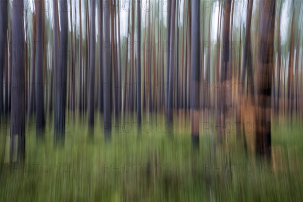 Forest, pine trees (Pinus), pine forest, tree trunks, distorted, moving camera, Darßwald, Fischland-Darß-Zingst, National Park Vorpommersche Boddenlandschaft, Mecklenburg-Vorpommern, Germany