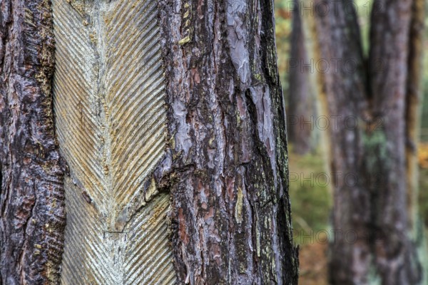 Pine tree (Pinus) with cut-in resin conductive chips, resin extraction until 1990, Darßwald, Darß, Fischland-Darß-Zingst, National Park Vorpommersche Boddenlandschaft, Mecklenburg-Vorpommern, Germany