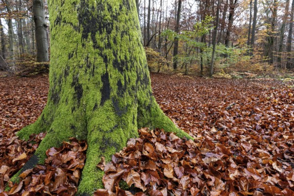 Moss-covered tree trunk in autumn forest, Darßwald, Fischland-Darß-Zingst, Western Pomerania Lagoon Area National Park, Mecklenburg-Western Pomerania, Germany