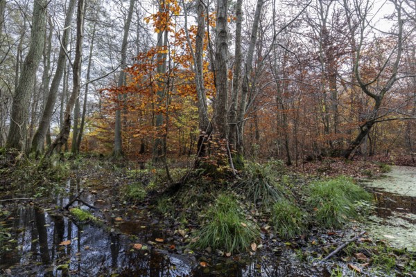 Moorland in the pristine Darßwald, autumn colors, Darß, Fischland-Darß-Zingst, Western Pomerania Lagoon Area National Park, Mecklenburg-Western Pomerania, Germany