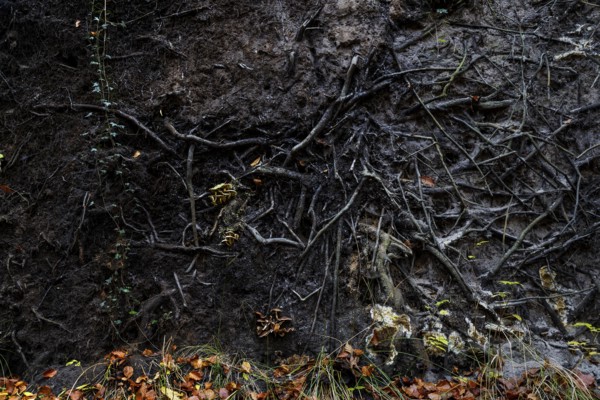 Roots of a fallen tree, Darßwald, Darß, Fischland-Darß-Zingst, Western Pomerania Lagoon Area National Park, Mecklenburg-Western Pomerania, Germany
