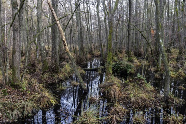 Moorland in the pristine Darßwald, Darß, Fischland-Darß-Zingst, Western Pomerania Lagoon Area National Park, Mecklenburg-Western Pomerania, Germany