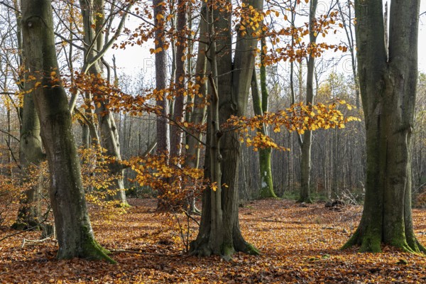 Autumn forest, autumn-colored trees, Darßwald, Darß, Fischland-Darß-Zingst, Western Pomerania Lagoon Area National Park, Mecklenburg-Western Pomerania, Germany