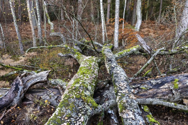 Dead tree trunks with tree fungi, Split Gill (Schizophyllum commune), lying on forest floor, Darßwald, Darß, Fischland-Darß-Zingst, National Park Vorpommersche Boddenlandschaft, Mecklenburg-Vorpommern, Germany