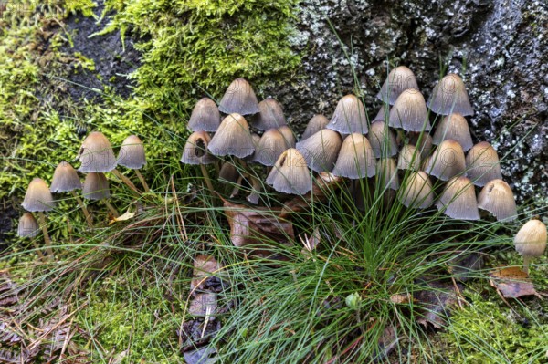 Mushroom, mica tintling (Coprinellus micaceus), Darßwald, Darß, Fischland-Darß-Zingst, Vorpommersche Boddenlandschaft National Park, Mecklenburg-Western Pomerania, Germany