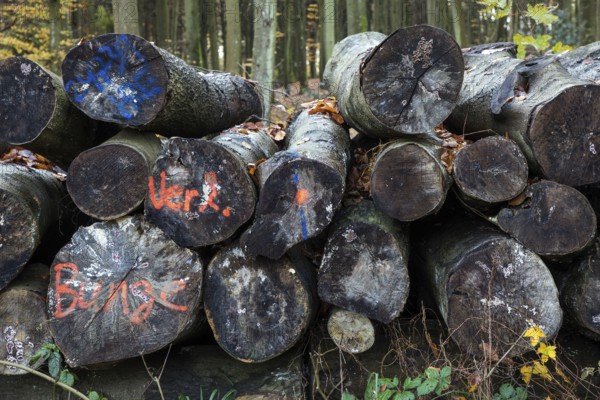 Felled tree trunks lie on the side of the road, marked with paint, Darßwald, Fischland-Darß-Zingst, Western Pomerania National Park, Mecklenburg-Western Pomerania, Germany
