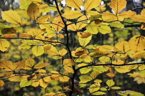 Autumnal leaves in backlight, Darßwald, Fischland-Darß-Zingst, Western Pomerania Lagoon Area National Park, Mecklenburg-Western Pomerania, Germany