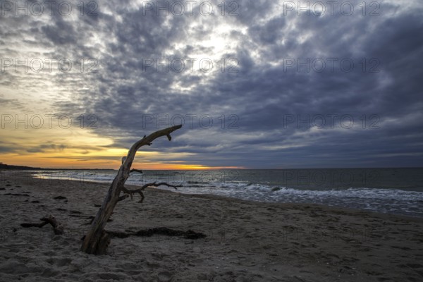 Dead tree on the beach, dramatic clouds, evening light, sunset, Weststrand Darß, Baltic Sea, Fischland-Darß-Zingst, Western Pomerania Lagoon Area National Park, Mecklenburg-Western Pomerania, Germany