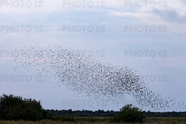 More and more starlings (Sturnus vulgaris) gather at the roost and begin to form formations, autumn migration, spring migration, bird migration, assembly point, flight formation, Germany