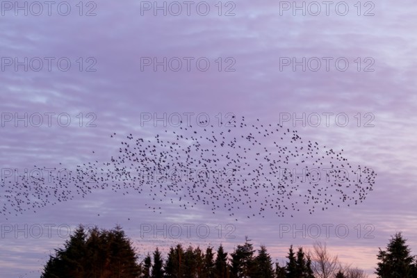 Flock of starlings (Sturnus vulgaris) directly above the roost, flock of birds, autumn migration, spring migration, bird migration, assembly point, flight formation, Germany