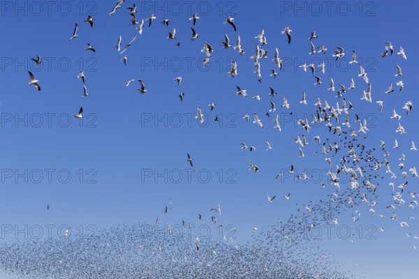 A flock of starlings (Sturnus vulgaris) as well as storm petrels (Larus canus) and black-headed gulls (Chroicocephalus ridibundus) form a large flight formation in the blue sky, autumn migration, spring migration, bird migration, assembly point, flight formation, Germany