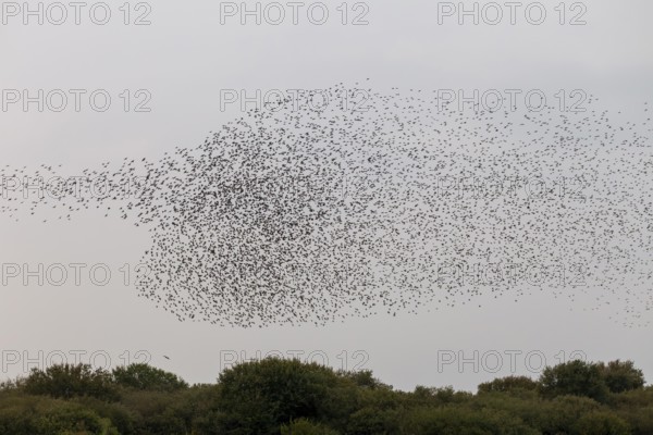 Below the flock of starlings (Sturnus vulgaris), a sparrowhawk (Accipiter nisus) follows the birds and hopes for an opportunity to catch prey, autumn migration, spring migration, bird migration, assembly point, flight formation, bird of prey, prey, prey predator, hunt, pursue, Germany