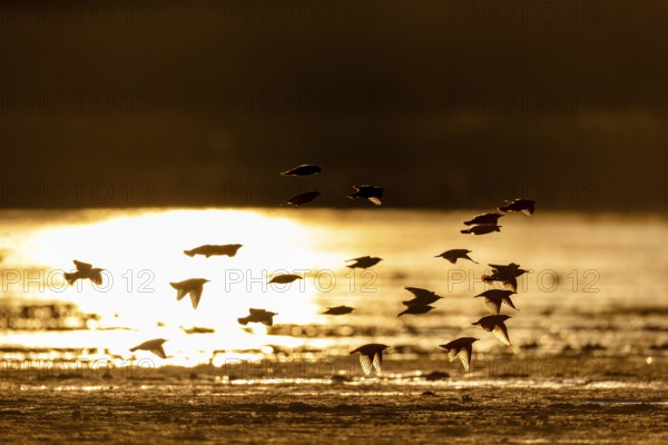 A small flock of starlings (Sturnus vulgaris) backlit, evening light, reflection, Germany