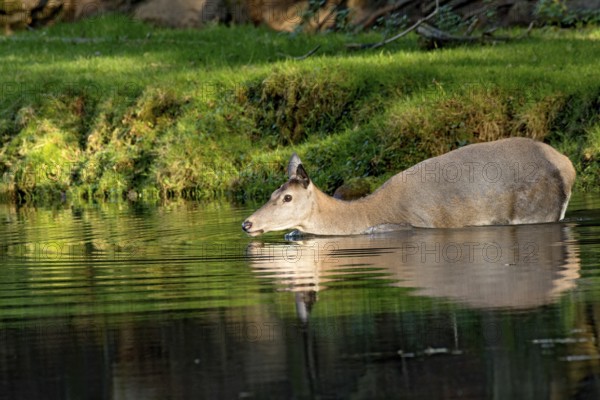 Female red deer (Cervus elaphus), wild deer, doe bathing, swimming on the bank of a pond at the edge of the forest, reflection in the evening light, Vogelsberg, Kälberbachteich, Büdingen Wildlife Park, Wetterau, Hesse, Germany
