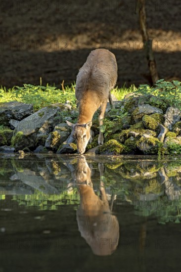 European mouflon (Ovis gmelini musimon), female, mouflon, mouflon drinking water from pond on basalt rock bank at forest edge, reflection in evening light, Vogelsberg, Kälberbachteich, Wildpark Büdingen, Wetterau, Hesse, Germany