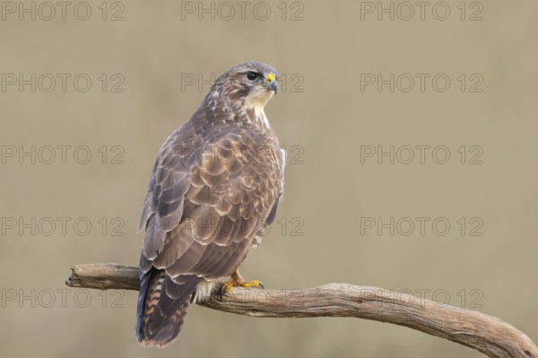 Buzzard (Buteo buteo) sitting attentively on a branch, wildlife, animals, birds, bird of prey, nature photography, Siegerland, North Rhine-Westphalia, Germany