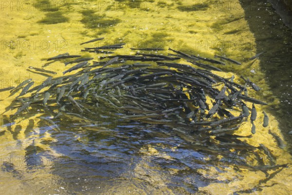 Trout in the pond, Kreuth fishing, Herzogliche Fischzucht Wildbad Kreuth, Tegernsee Valley, Upper Bavaria, Bavaria, Germany