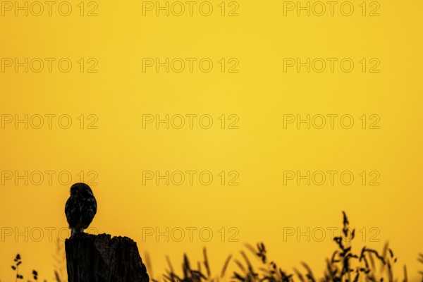The silhouette of an owl Little Owl (Athene noctua) stands out clearly against a yellow, expansive sunset sky, a single owl silhouetted against a warm, orange sky, Wiehengebirge, Lower Saxony, Germany